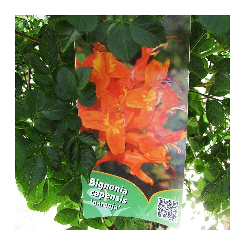 Bignonia capenis