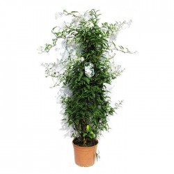 Solanum jazminoide