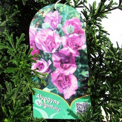 Alyogine delightfull