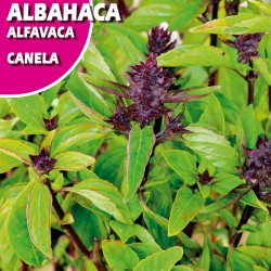 Semillas albahaca canela