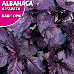 Semillas albahaca dark opal