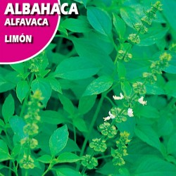 Semillas albahaca limón
