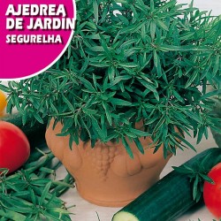 Semillas ajedrea del jardín