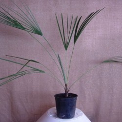 CHAMAEROPS HUMILIS