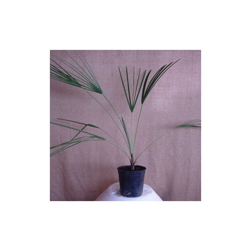 CHAMAEROPS HUMILIS