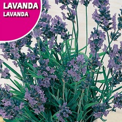 Semillas lavanda espliego
