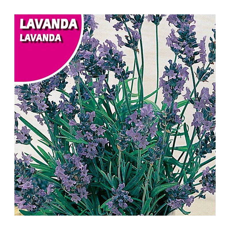 Semillas lavanda espliego