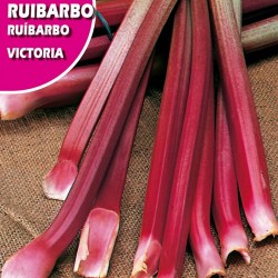 Semillas ruibarbo victoria