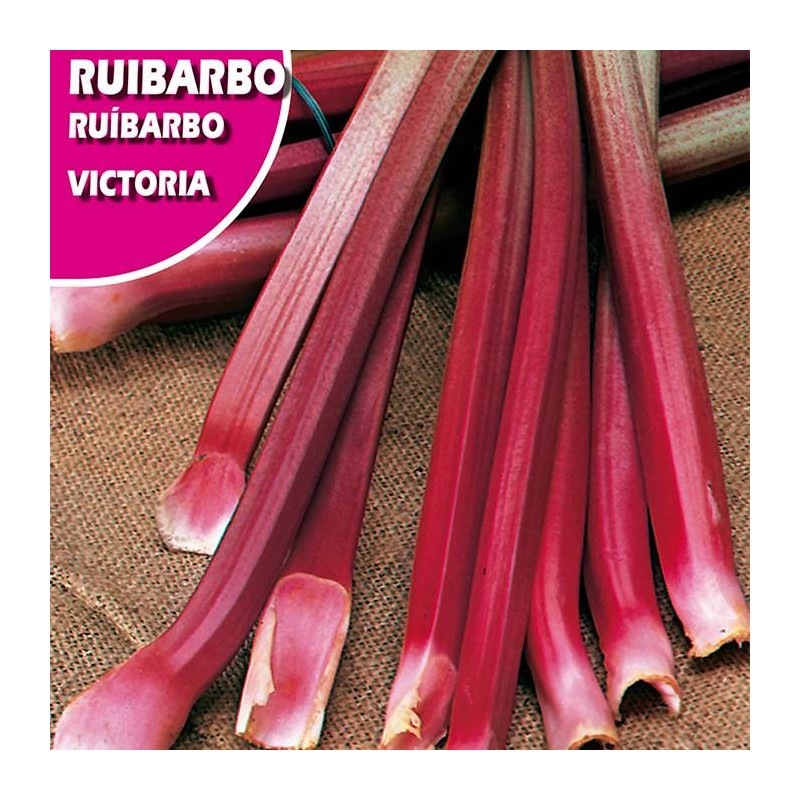 Semillas ruibarbo victoria