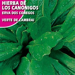 Canónigo