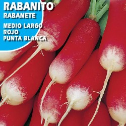 RABANITO MEDIO LARGO ROJO PUNTA BLANCA