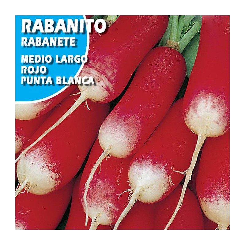 RABANITO MEDIO LARGO ROJO PUNTA BLANCA