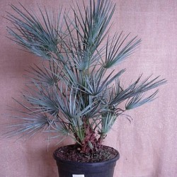 CHAMAEROPS HUMILIS CERIFERA