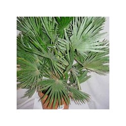 CHAMAEROPS HUMILIS VULCANO