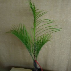 DIPSIS DECARY