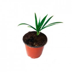 DYPSIS DECIPIENS