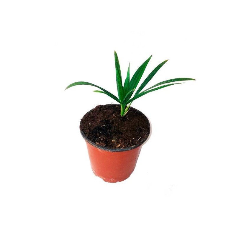 DYPSIS DECIPIENS