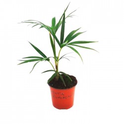 HOWEA BELMOREANA