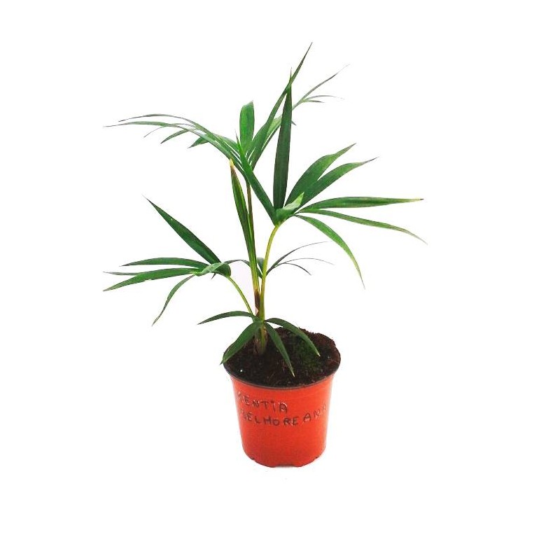 HOWEA BELMOREANA