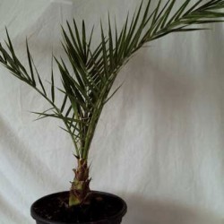 DYCTYOSPERMA ALBUM RUBRA