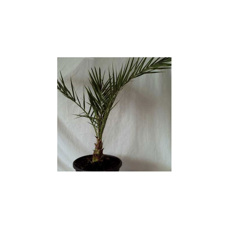 DYCTYOSPERMA ALBUM RUBRA