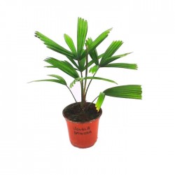 Licuala spinosa