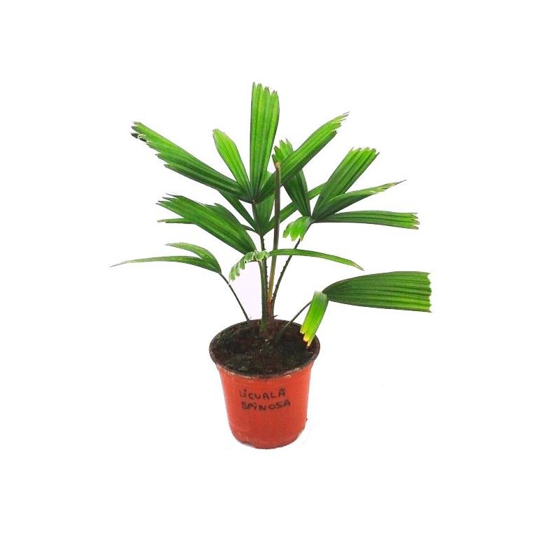 Licuala spinosa