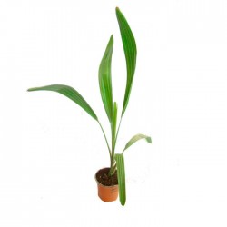 Livistona lanuginosa