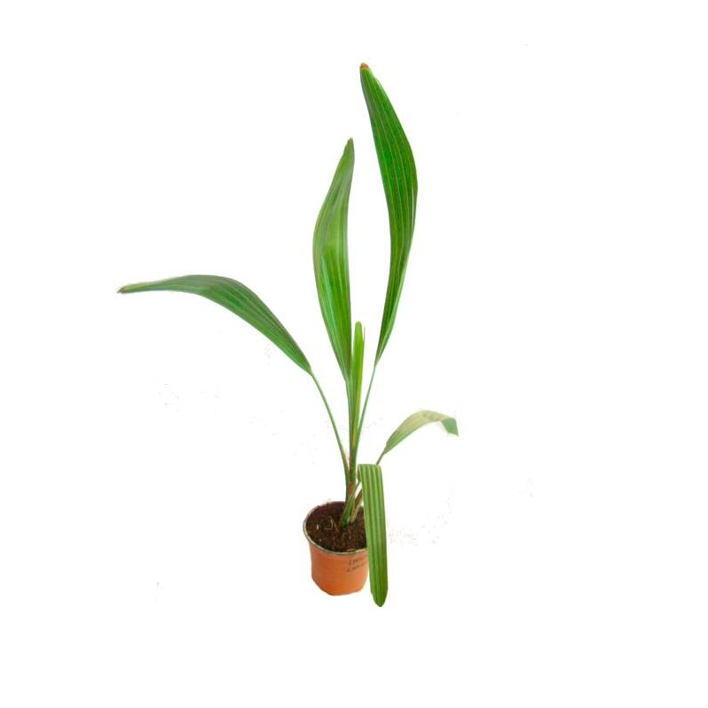 Livistona lanuginosa