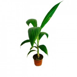 PRITCHARDIA HILLEBRANDII