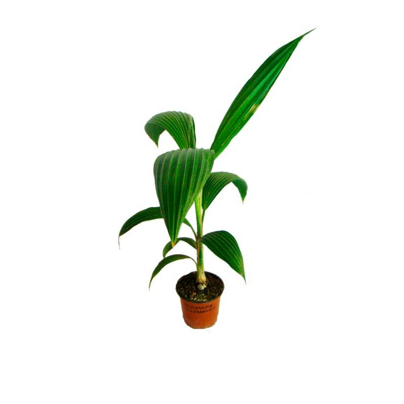 PRITCHARDIA HILLEBRANDII