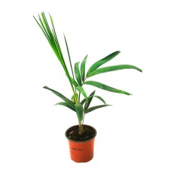Ptychosperma elegans