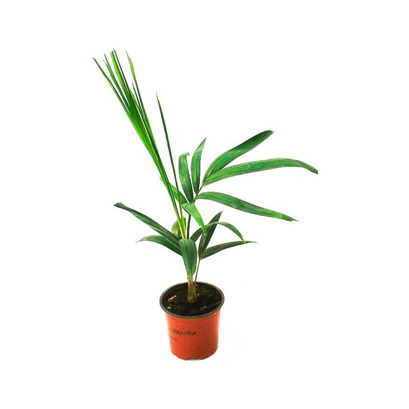 Ptychosperma elegans