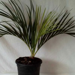 DYPSIS DECIPIENS