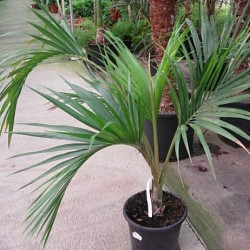 HOWEA BELMOREANA