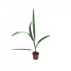 SABAL MINOR