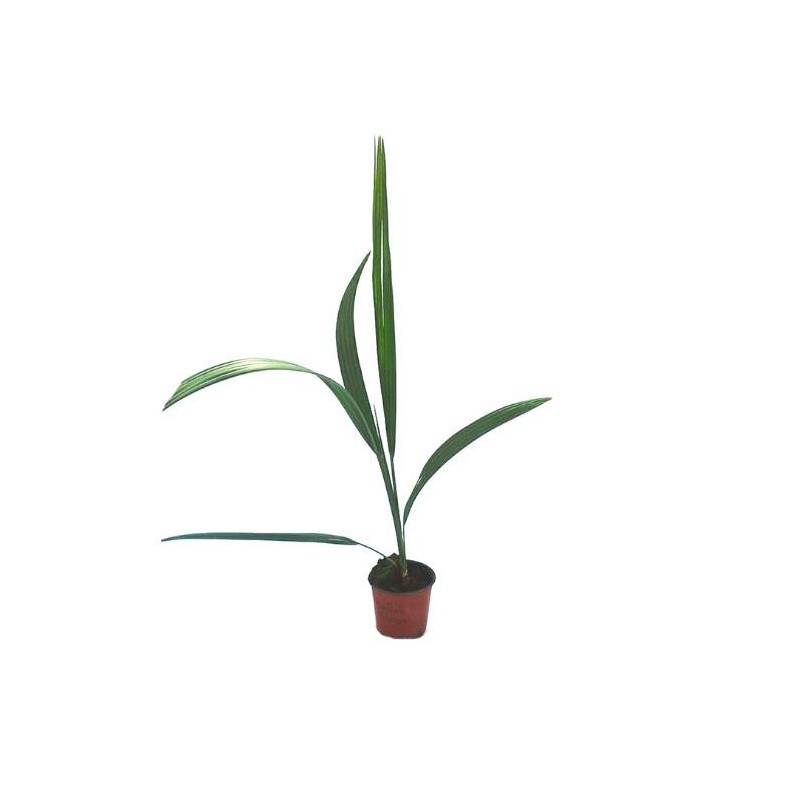 SABAL MINOR