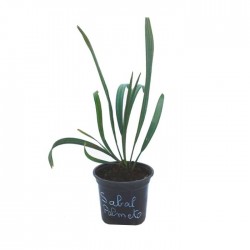 Sabal Palmetto
