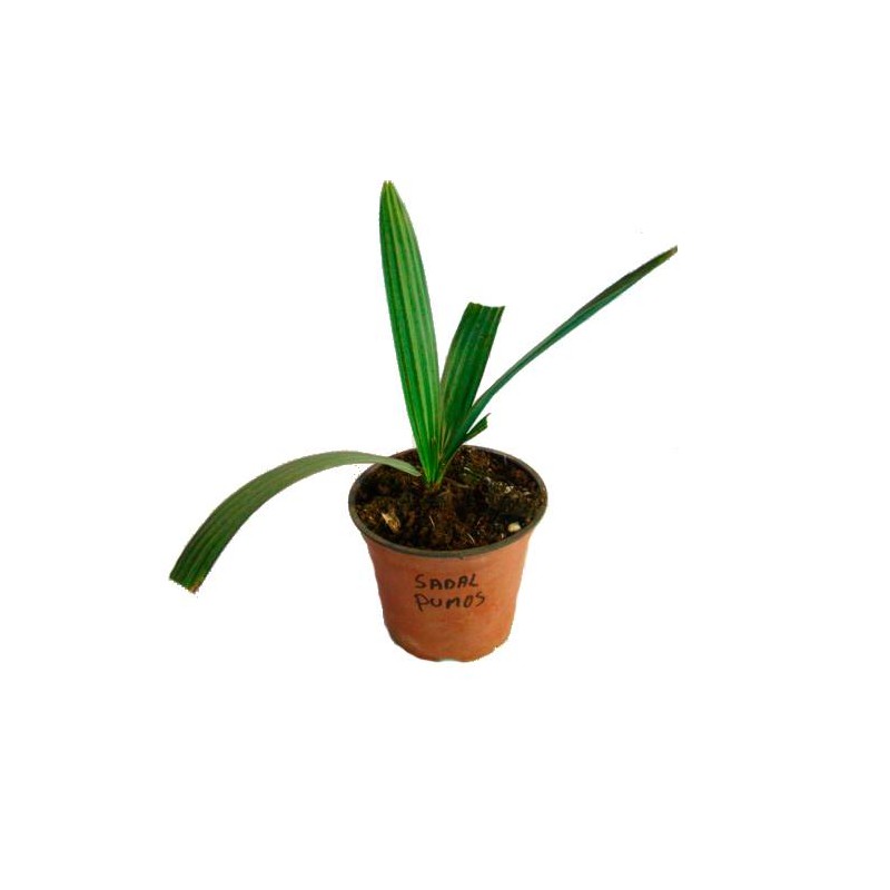 Sabal pumos