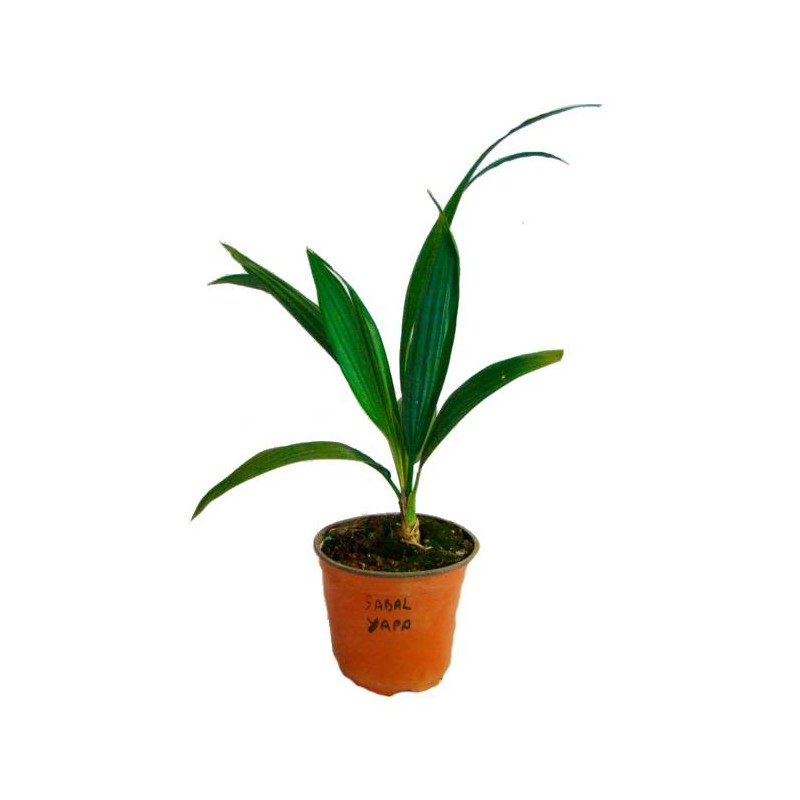 Sabal yapa