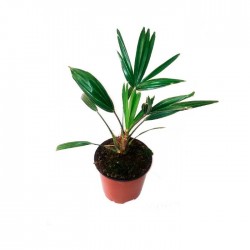 Trachycarpus  Wagnerianus