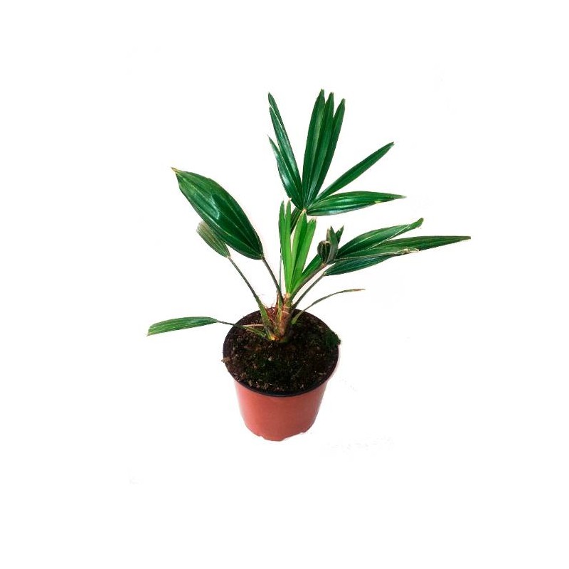 Trachycarpus  Wagnerianus