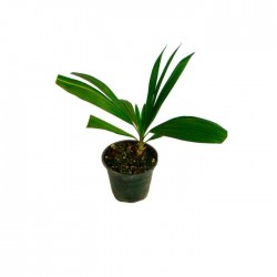 Trithrinax brasilensis