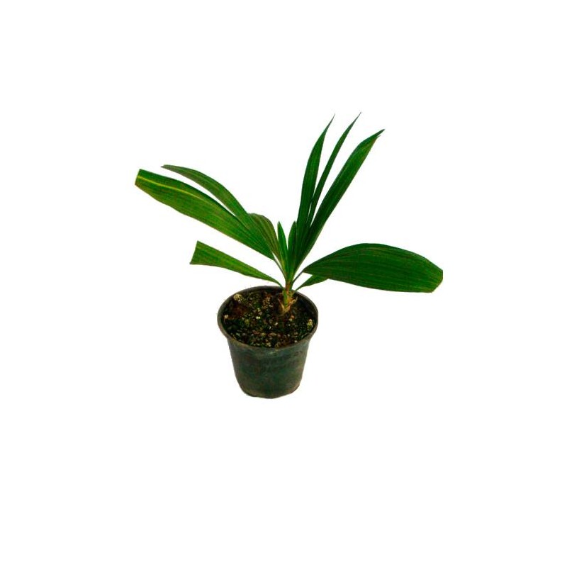 Trithrinax brasilensis