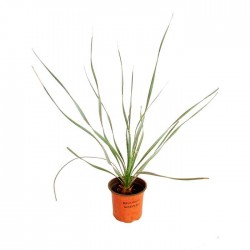 Dasylirion Wheeleri