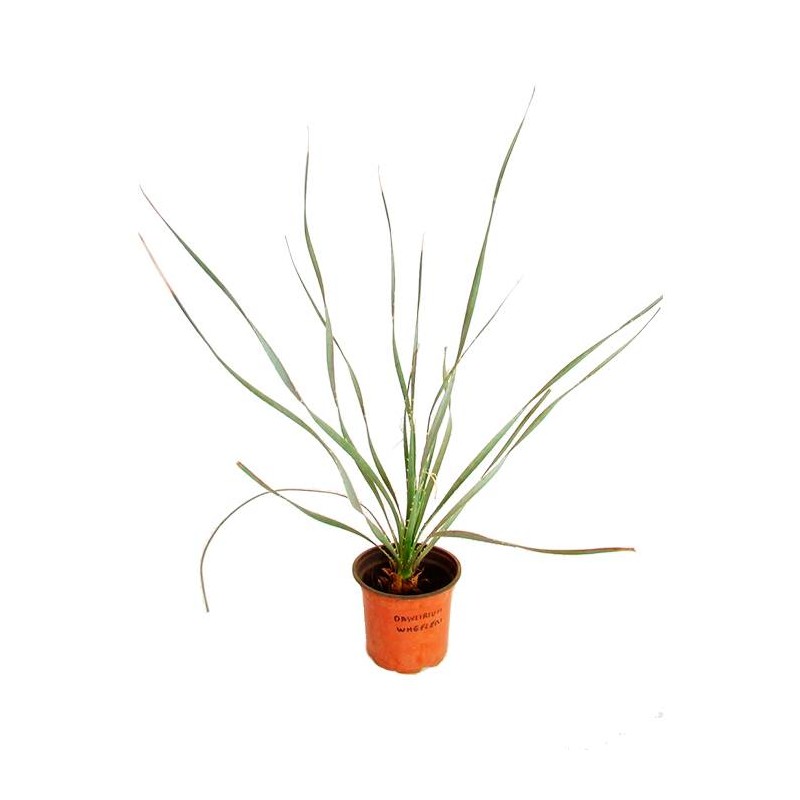 Dasylirion Wheeleri