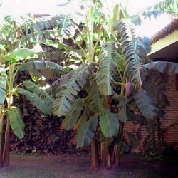 Musa paradisiaca