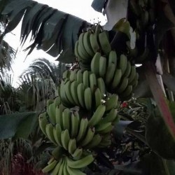 Musa paradisiaca