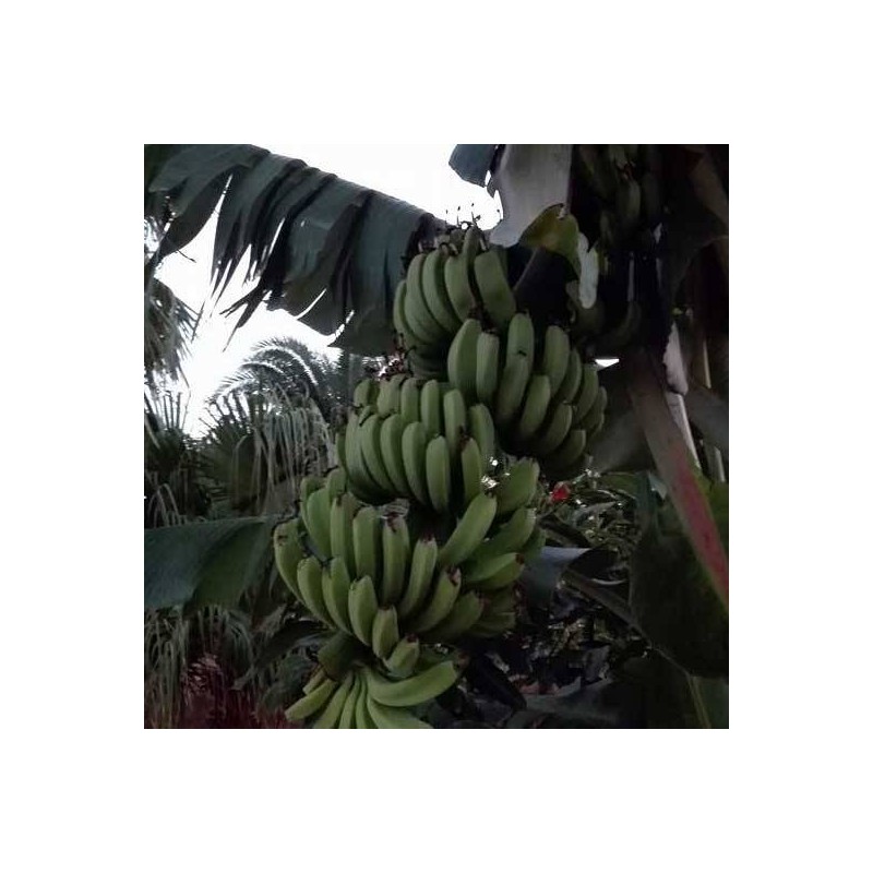 Musa paradisiaca