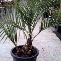 JUBAEA CHILENSIS